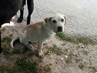 cane corso bianco